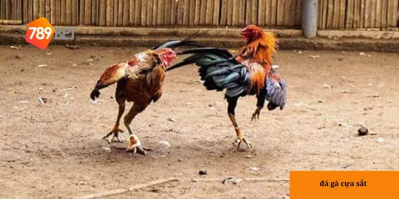 Quy trình tổ chức đá gà cựa sắt