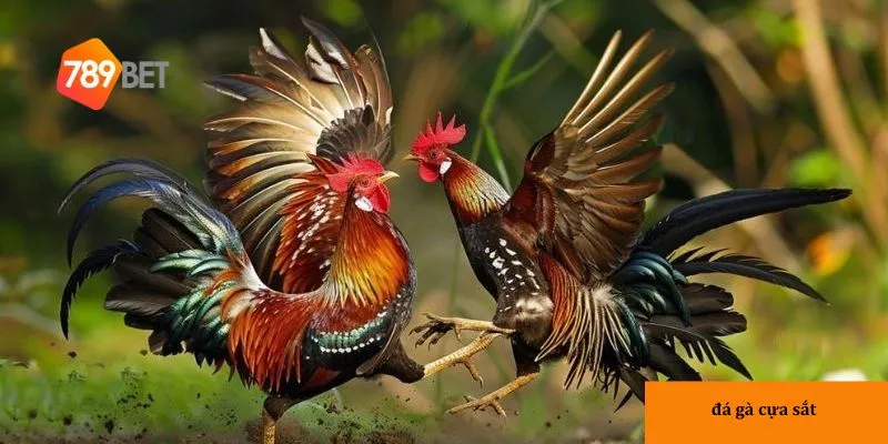 Ưu điểm khi xem đá gà tại nhà cái 789bet