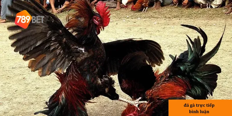 Giới thiệu về đá gà tại nhà cái 789bet