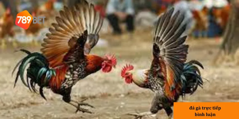 Lợi ích của việc xem đá gà trực tiếp bình luận