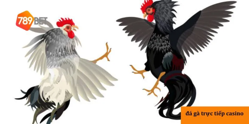 Hình thức đa gà hiện đại và minh bạch