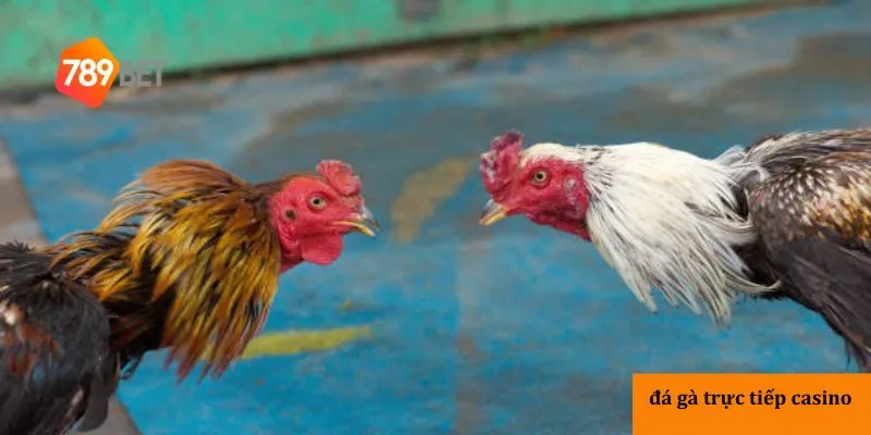 Ưu điểm khi chơi đá gà trực tiếp casino