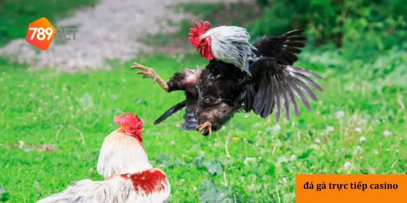 Lý do nên chọn 789bet để chơi đá gà trực tiếp casino