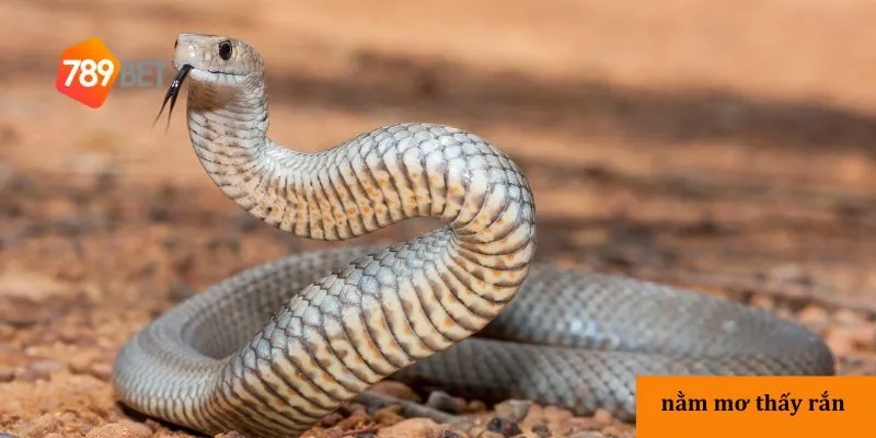 Nằm mơ thấy rắn – Khám phá ý nghĩa giấc mơ thấy rắn chi tiết 2 Hiểu về giấc mơ thấy rắn
