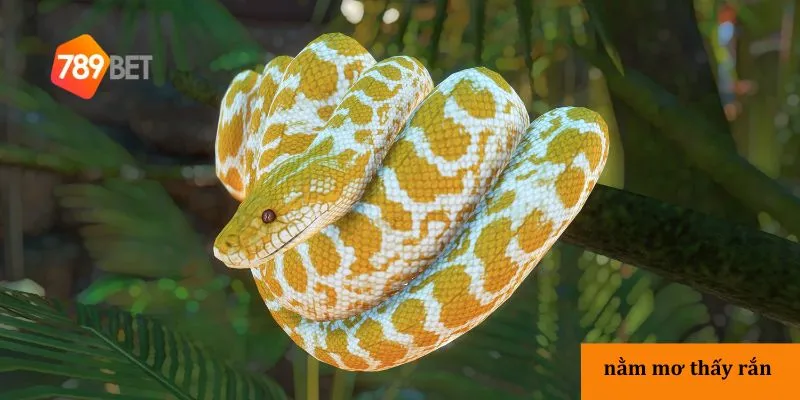 Nằm mơ thấy rắn – Khám phá ý nghĩa giấc mơ thấy rắn chi tiết 3 3 loại nằm mơ thấy rắn và ý nghĩa cụ thể
