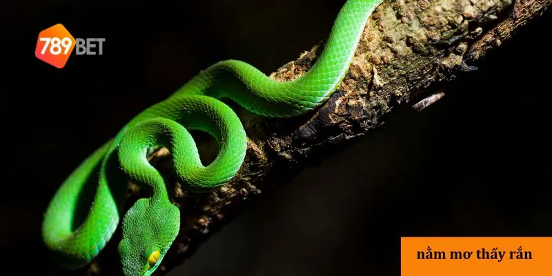 Nằm mơ thấy rắn – Khám phá ý nghĩa giấc mơ thấy rắn chi tiết 4 Ảnh hưởng của nằm mơ thấy rắn đến đời sống