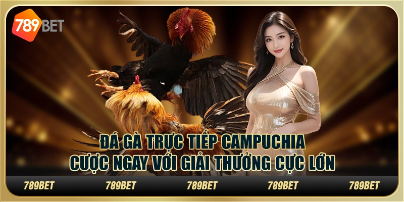 Đá gà trực tiếp Campuchia: Cược ngay với giải thưởng cực lớn