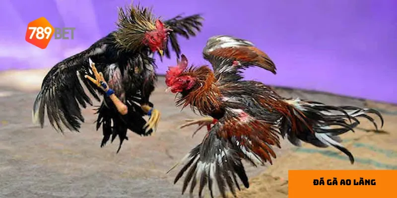 Đá gà ao làng – giải trí dân gian đầy kịch tính, hấp dẫn 2 Đá gà ao làng – nét đẹp văn hóa dân gian Việt Nam