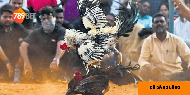 Đá gà ao làng – giải trí dân gian đầy kịch tính, hấp dẫn 3 Hướng dẫn tổ chức và luật chơi đá gà ao làng