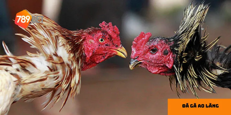 Đá gà ao làng – giải trí dân gian đầy kịch tính, hấp dẫn 4 3 giống gà chiến phổ biến trong đá gà ao làng