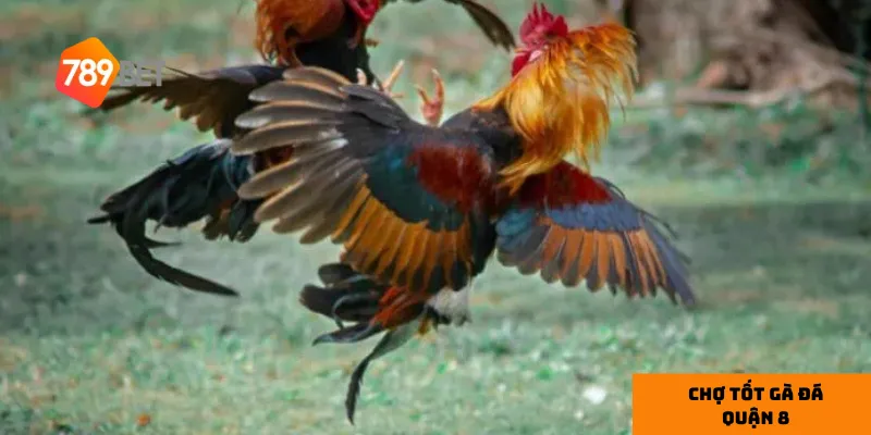 Lý do chọn Chợ Tốt Gà Đá Quận 8