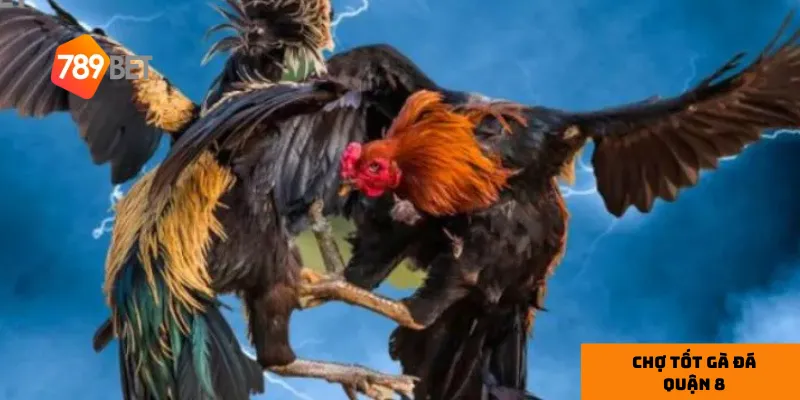 Bí kíp chọn mua gà đá tại Chợ Tốt Gà Đá Quận 8