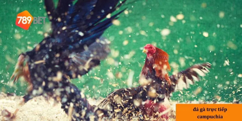Đá gà trực tiếp Campuchia: Cược ngay với giải thưởng cực lớn 3 Hướng dẫn tham gia đá gà trực tiếp Campuchia