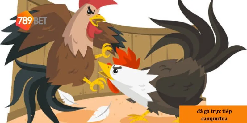Đá gà trực tiếp Campuchia: Cược ngay với giải thưởng cực lớn 2 Sơ lược về Đá gà trực tiếp Campuchia