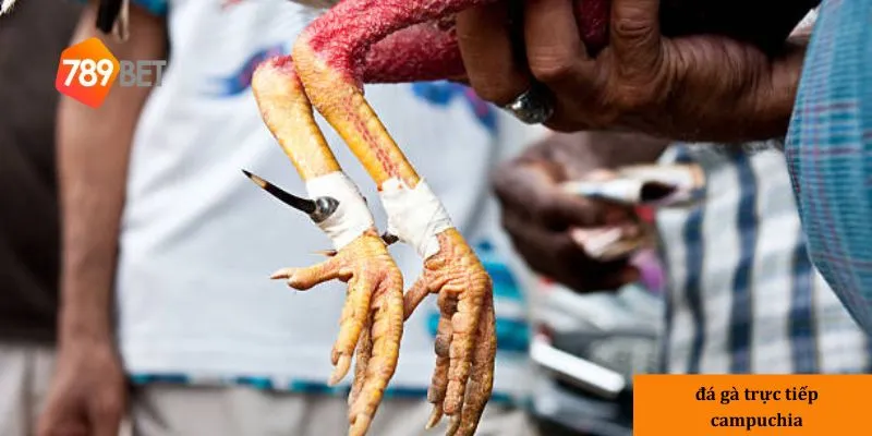 Đá gà trực tiếp Campuchia: Cược ngay với giải thưởng cực lớn 4 CHiến thuật đá gà trực tiếp Campuchia hiệu quả