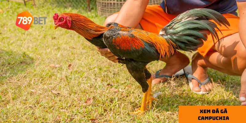 Xem trực tiếp qua các nền tảng uy tín giúp bạn trải nghiệm trận đấu với chất lượng tốt nhất.