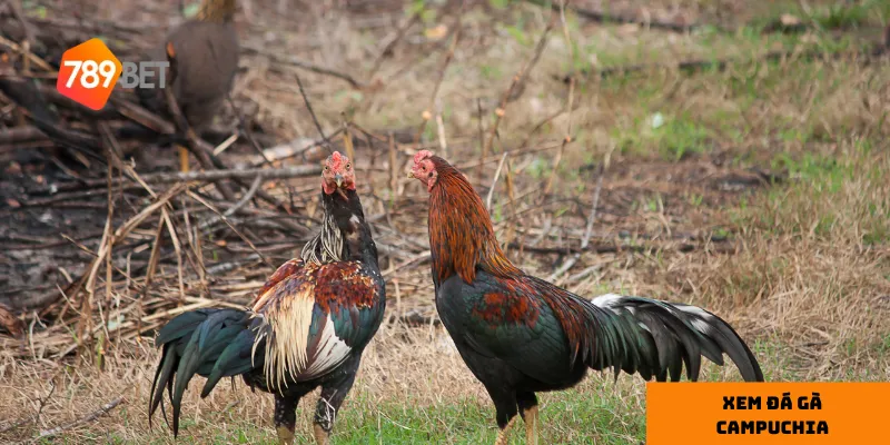 Cập nhật kết quả nhanh chóng giúp bạn nắm bắt phong độ của các chiến kê.