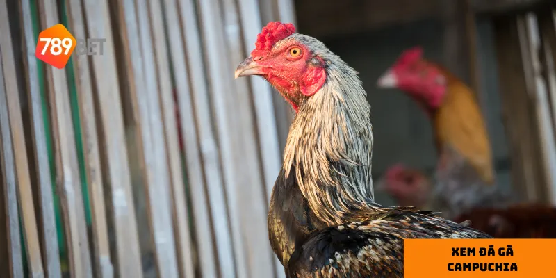 3 cách xem đá gà Campuchia trực tiếp