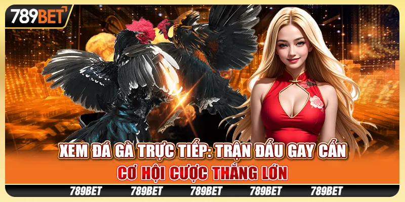 Xem đá gà trực tiếp: Trận đấu gay cấn, cơ hội cược thắng lớn