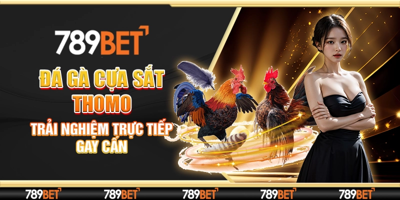 đá gà cựa sắt Thomo