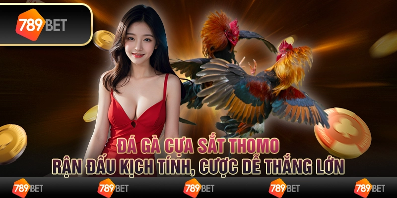 Đá gà cựa sắt Thomo: Trận đấu kịch tính, cược dễ thắng lớn