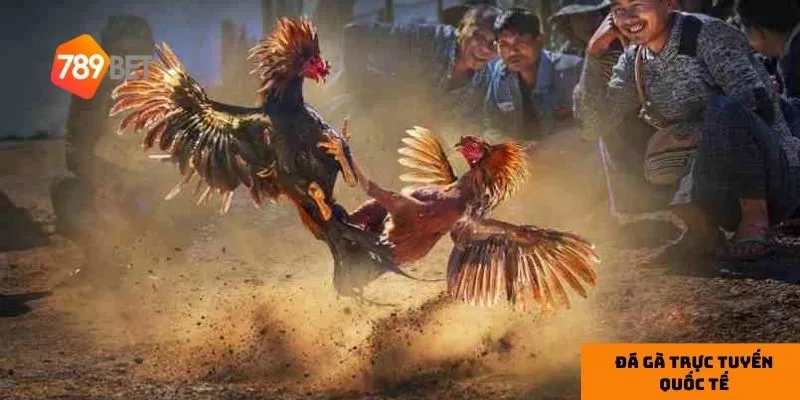 Hiểu rõ chiến kê giúp tăng cơ hội thắng cược.