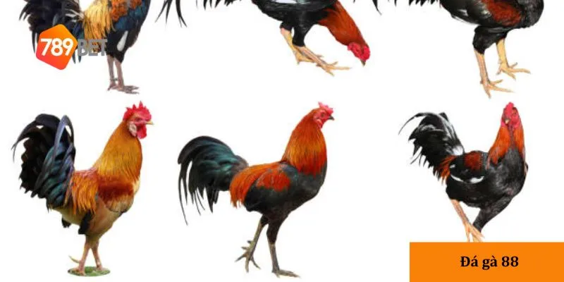 Tìm hiểu thông tin chiến kê là cách giúp bạn đánh giá chính xác hơn.