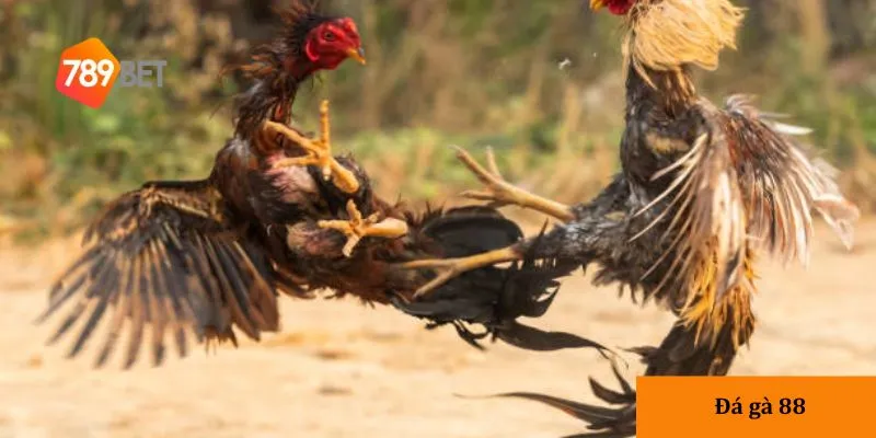 Học hỏi từ cao thủ là cách nhanh nhất để nâng cao kỹ năng chơi.