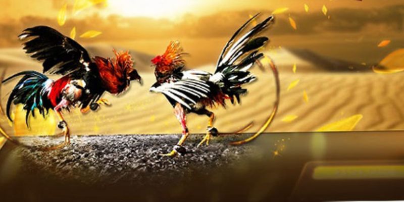 Đá gà cựa sắt được hiểu như thế nào?