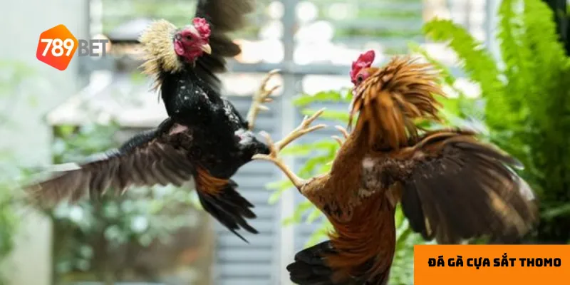 Đấu trường Thomo là biểu tượng của sự chuyên nghiệp trong tổ chức đá gà quốc tế.