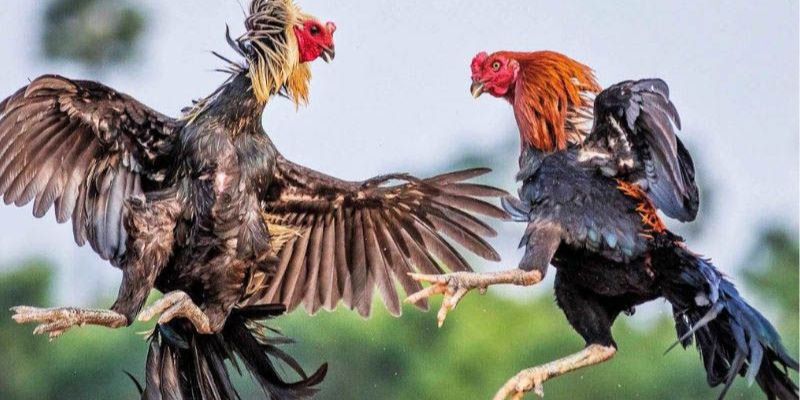 Bí quyết tham gia đá gà cựa sắt hiệu quả