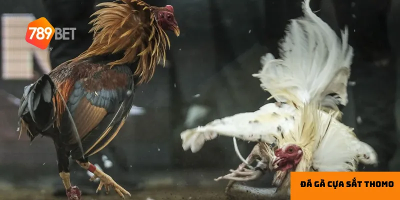 Xem trực tiếp với chất lượng cao mang lại cảm giác chân thực và hấp dẫn.