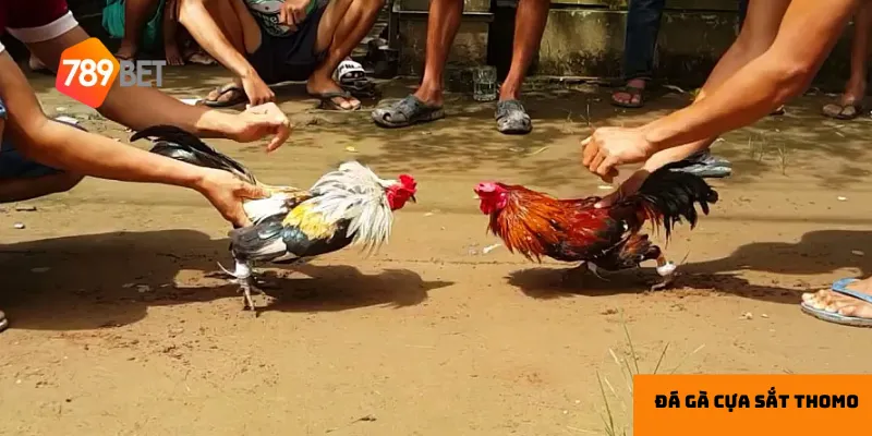 Đá gà cựa sắt Thomo mang đến sự hấp dẫn nhờ tính quyết liệt và tốc độ của trận đấu.