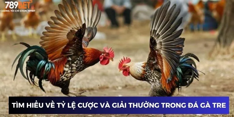 Tìm hiểu về tỷ lệ cược và giải thưởng trong đá gà tre