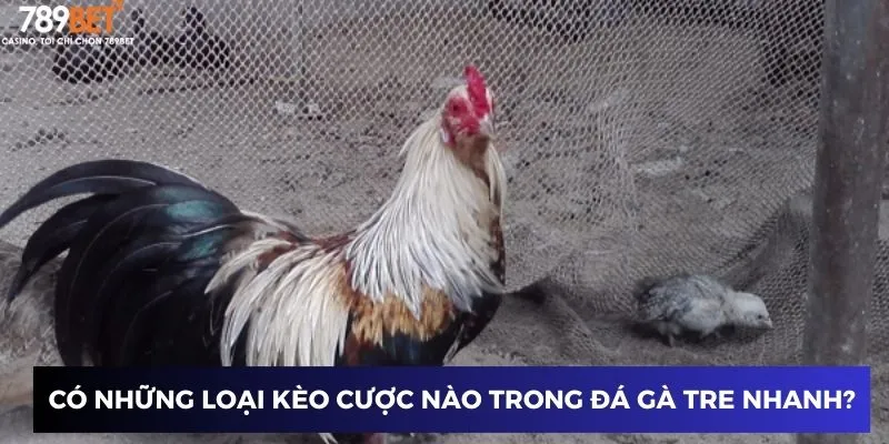 Có những loại kèo cược nào trong đá gà tre nhanh?