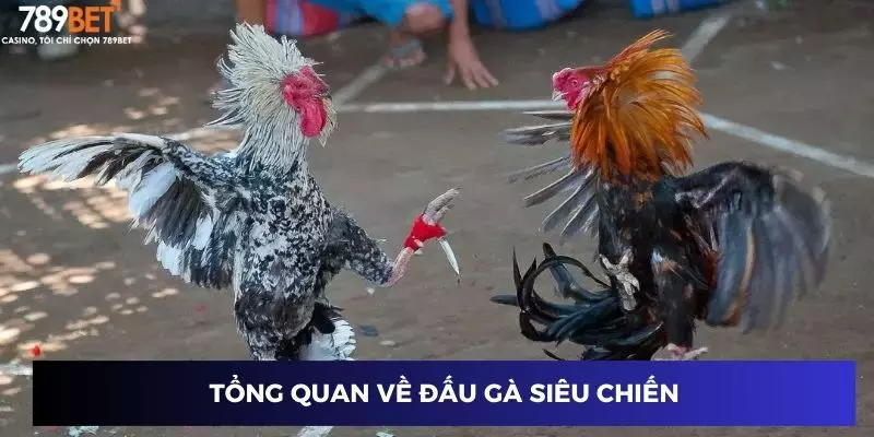 Tổng quan về đấu gà siêu chiến