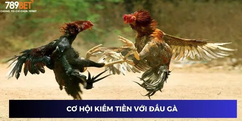Cơ hội kiếm tiền với đấu gà 