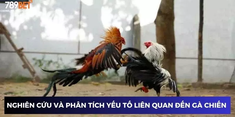 Nghiên cứu và phân tích các yếu tố liên quan đến gà chiến 