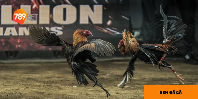 Phân tích kỹ lưỡng là bước quan trọng để đặt cược hiệu quả.