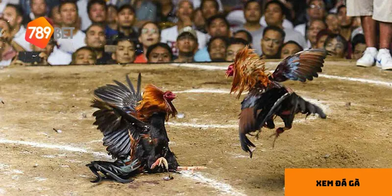 Đá gà trực tiếp hấp dẫn bởi sự kịch tính trong từng phút giây.