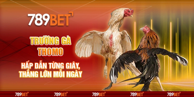 Trường Gà Thomo - Hấp Dẫn Từng Giây, Thắng Lớn Mỗi Ngày