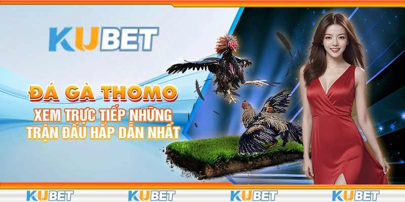 Đá Gà Thomo: Xem Trực Tiếp Những Trận Đấu Hấp Dẫn Nhất 1 đá gà thomo