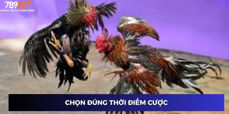 Chọn đúng thời điểm cược