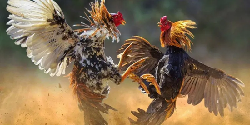 Đá Gà Thomo: Xem Trực Tiếp Những Trận Đấu Hấp Dẫn Nhất 2 Đá gà Thomo cực chất trên Kubet