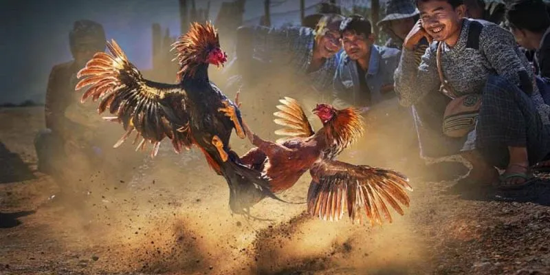 Đá Gà Thomo: Xem Trực Tiếp Những Trận Đấu Hấp Dẫn Nhất 3 Yếu tố thành công khi chơi đá gà
