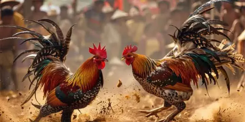 Đá Gà Thomo: Xem Trực Tiếp Những Trận Đấu Hấp Dẫn Nhất 4 Chiến thuật bắt kèo đá gà cực chuẩn