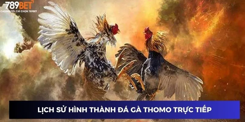 Lịch sử hình thành đá gà thomo trực tiếp