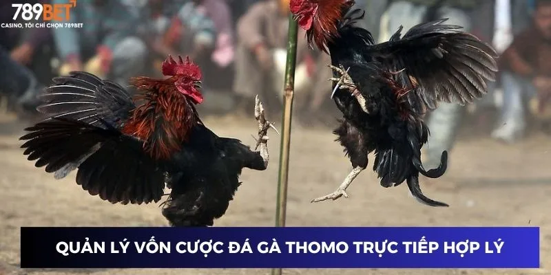 Quản lý vốn cược đá gà thomo trực tiếp hợp lý