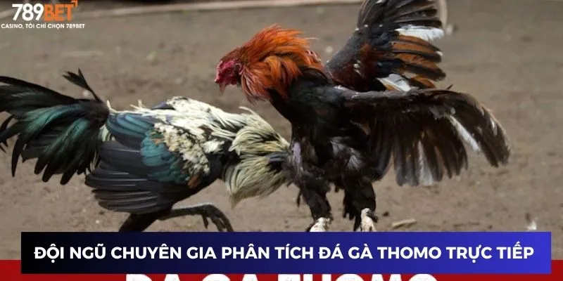 Đội ngũ chuyên gia phân tích đá gà thomo trực tiếp 