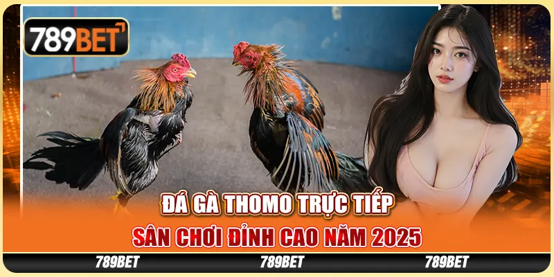 Đá Gà Thomo Trực Tiếp - Sân Chơi Đỉnh Cao Năm 2025